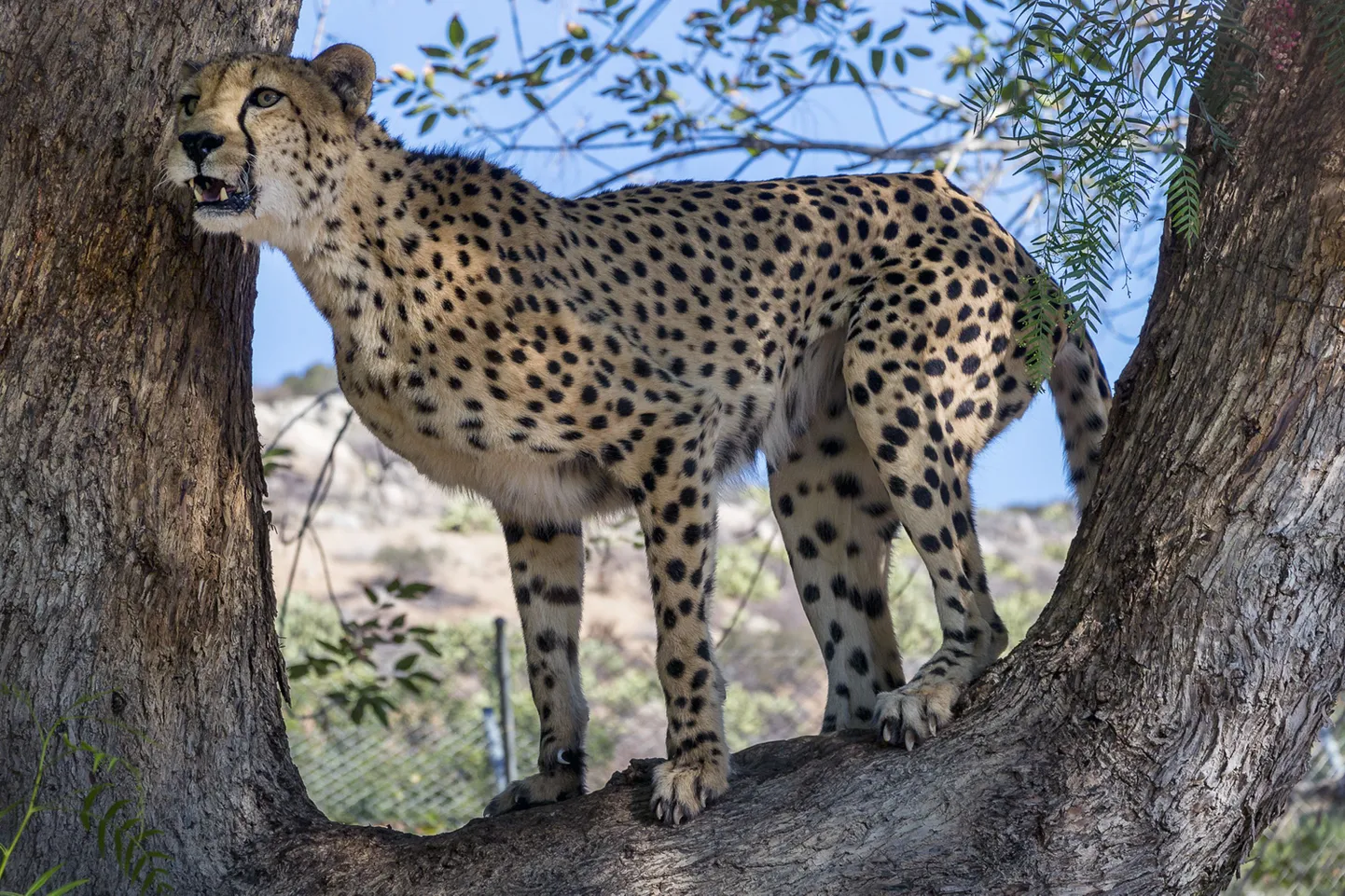 Gepard
