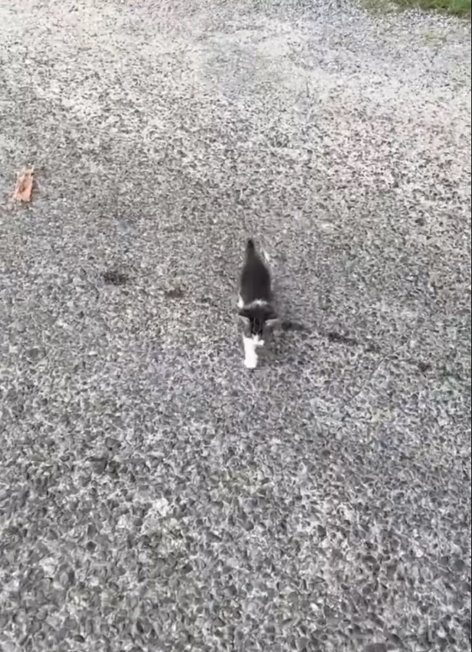 Котенок, найденный на шоссе