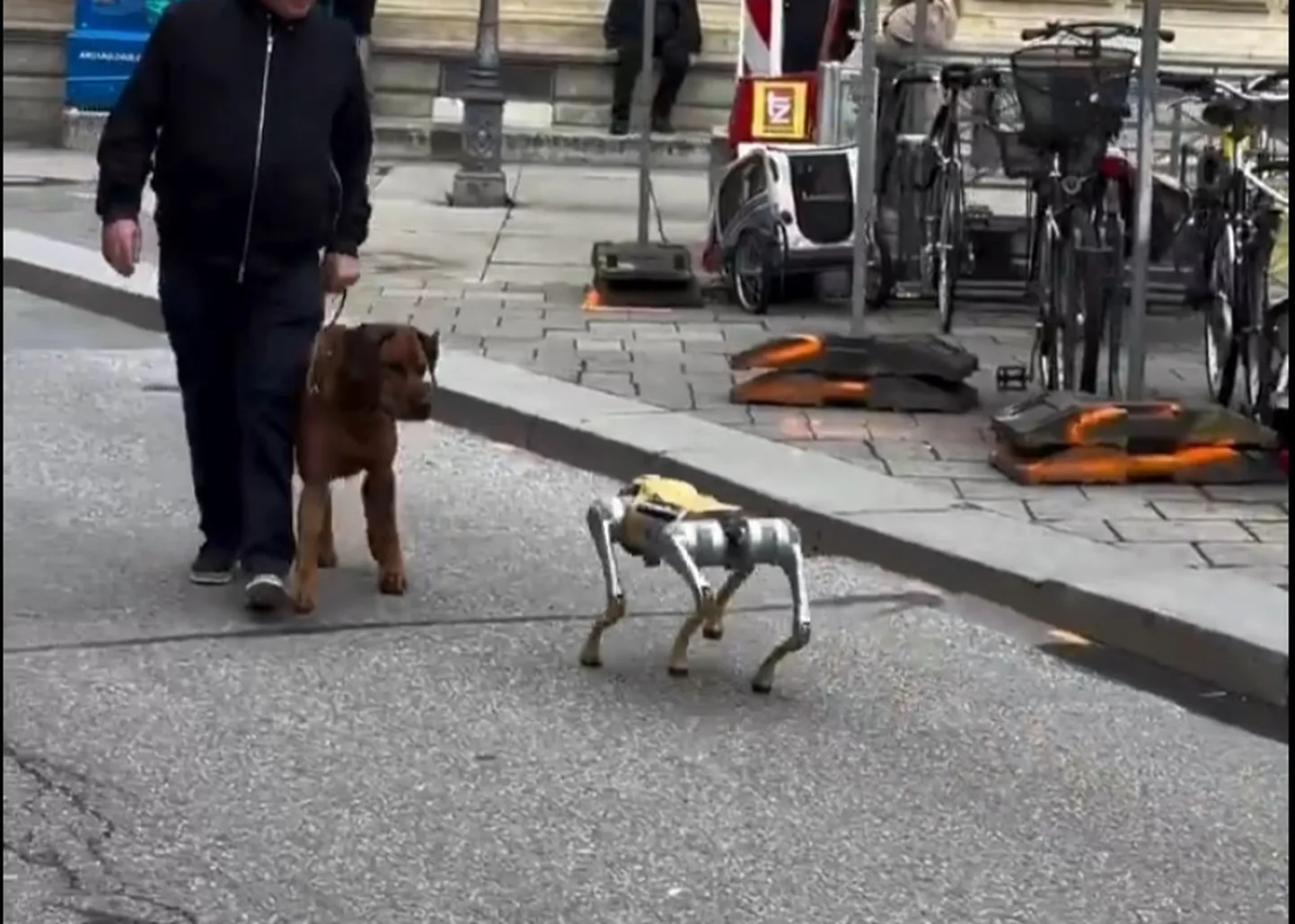 Kuvatõmmis robotkoera ja päris koera kohtumisest.