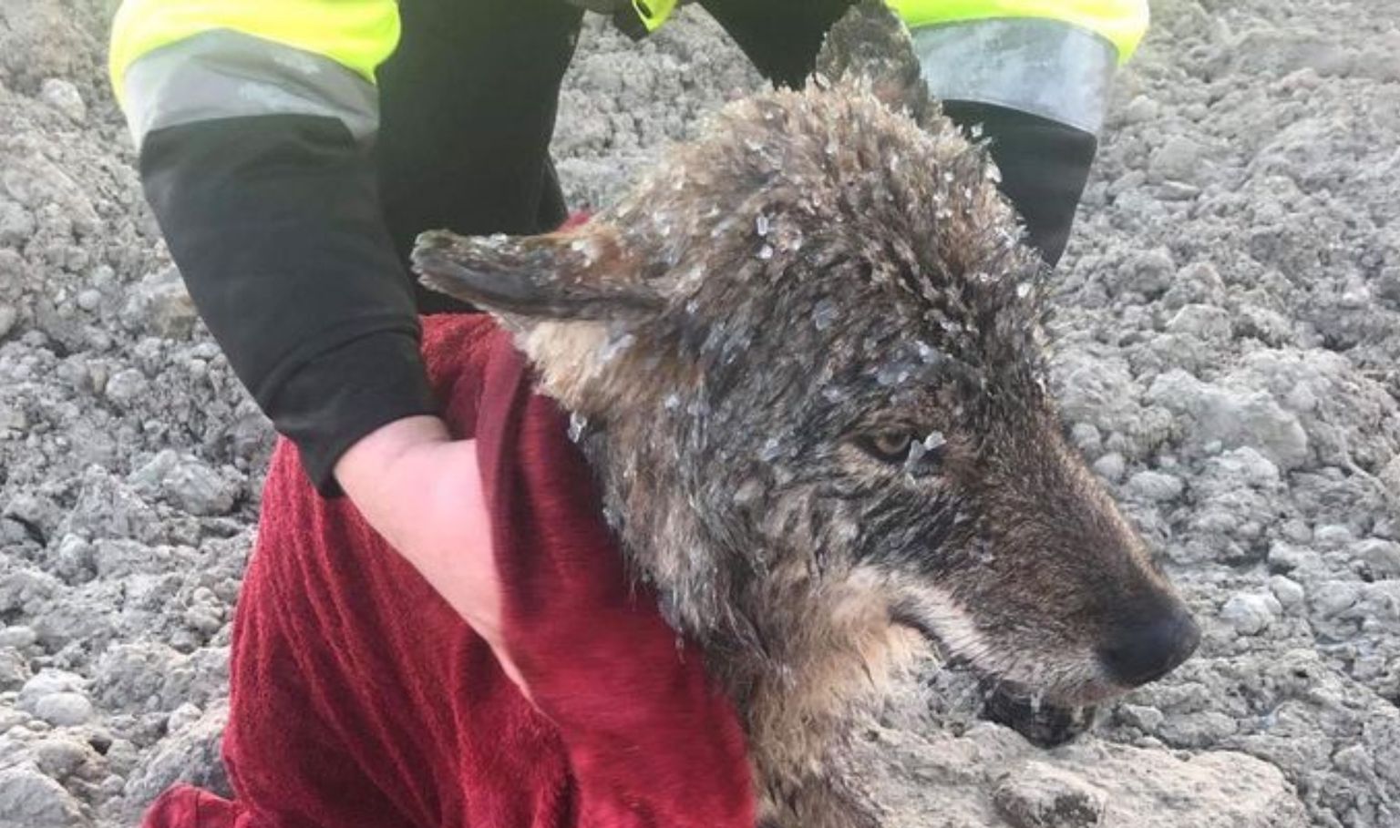 Igaunijā no ledainas upes izglābj slīkstošu suni - taču tas patiesībā izrādās vilks