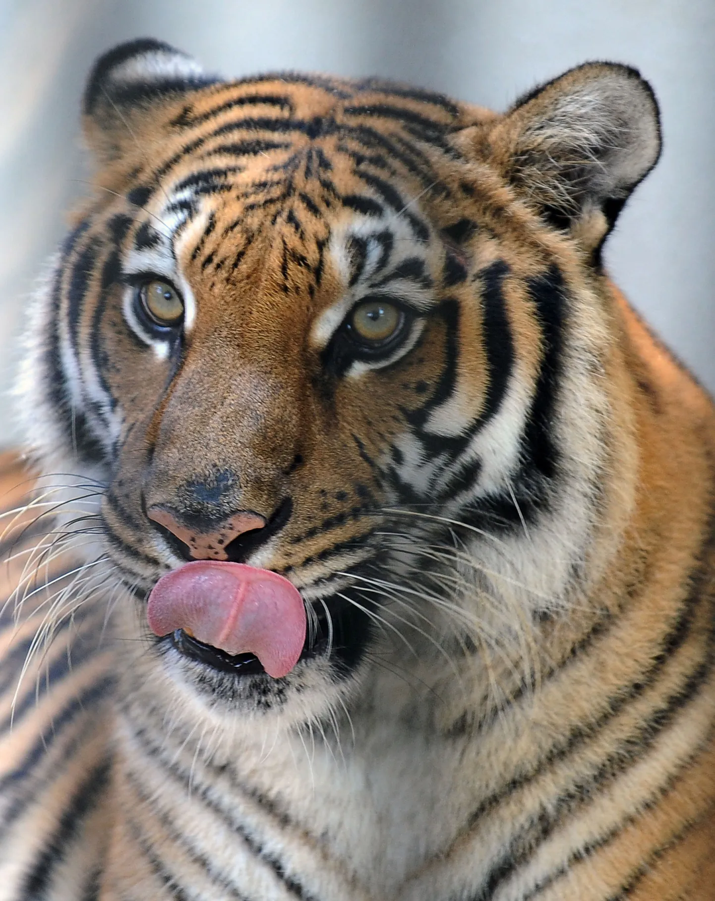 Tiiger