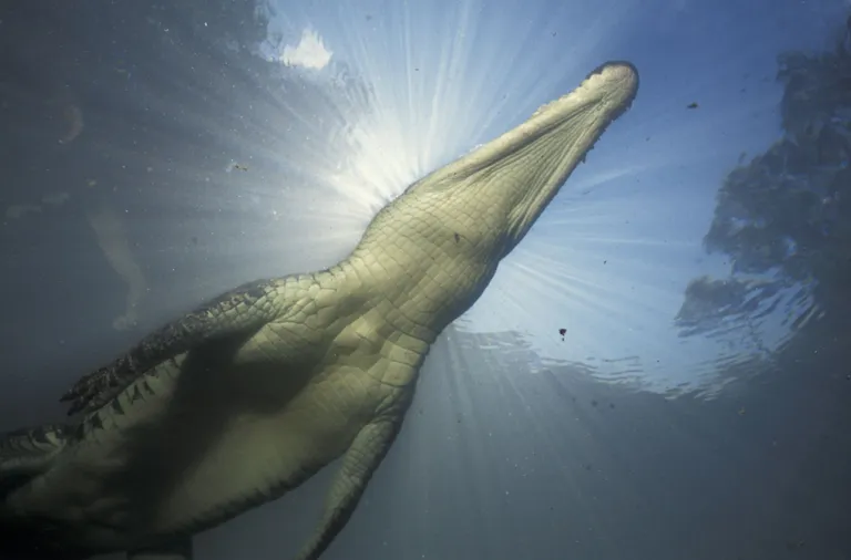 Harikrokodill (Crocodylus porosus)