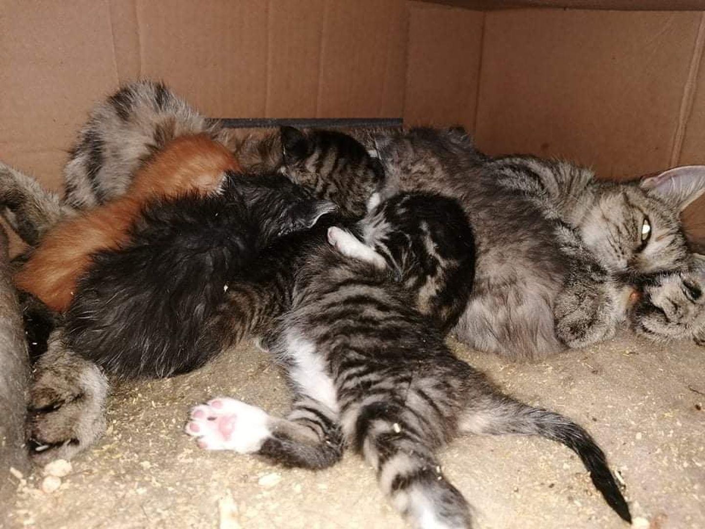 Hüljatud kassipojad on nüüd lahke kassiemme hoole alla Paikassi kassitoas.