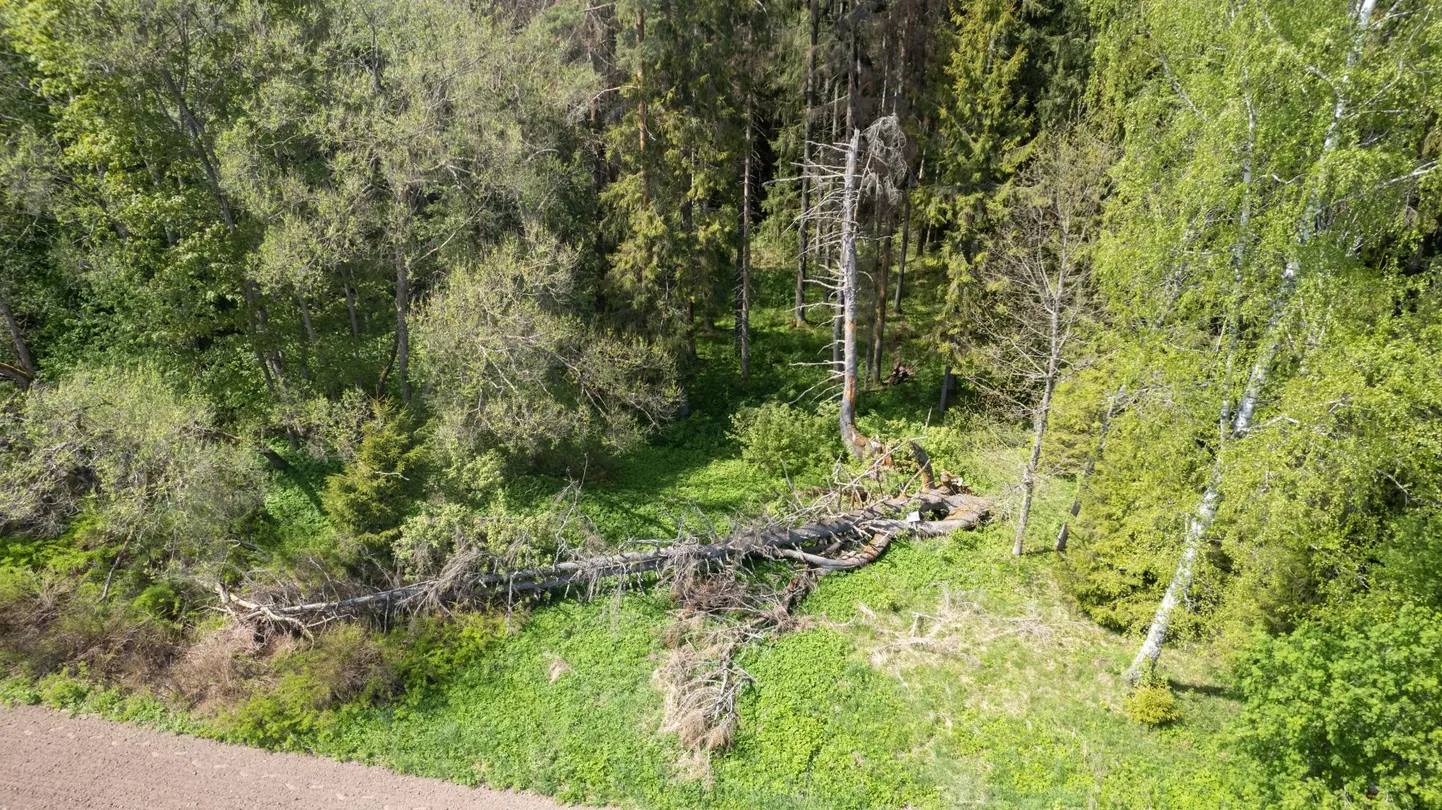 23 meetri kõrguse puu kolmest harust seisab püsti veel ainult üks, mis on poolik ja kuivanud. Enam ei ole võimalik seda puud kaitsta.