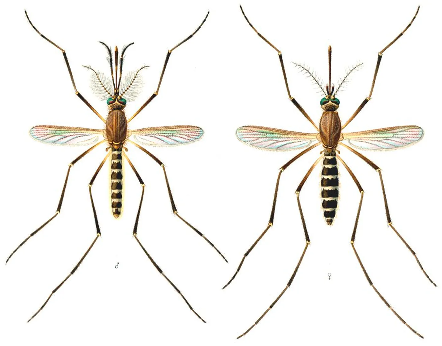 Culex quinquefasciatus.