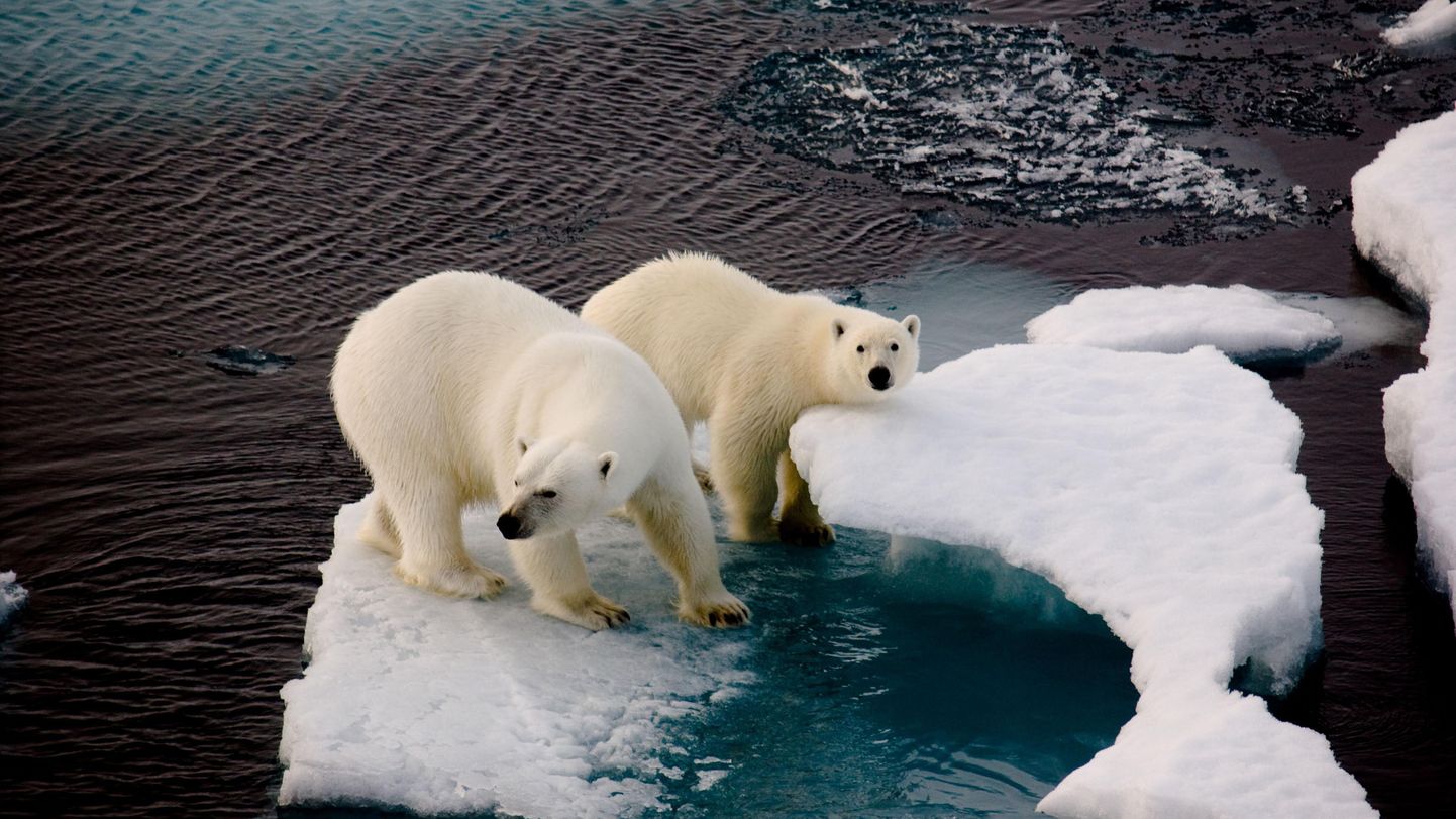 Протяженность морского льда в Арктике в 2023 году была значительно ниже нормы, а в Антарктике оказалась самой низкой за всю историю наблюдений