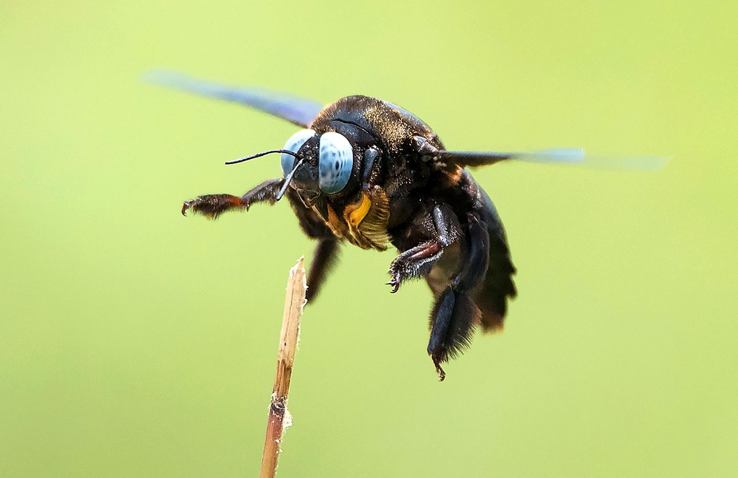 Halb tuju vähendab mesilaste seiklushimu.