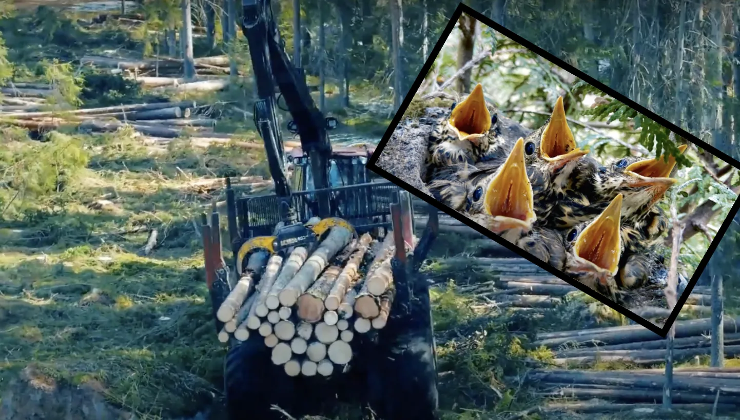 Artikli foto
