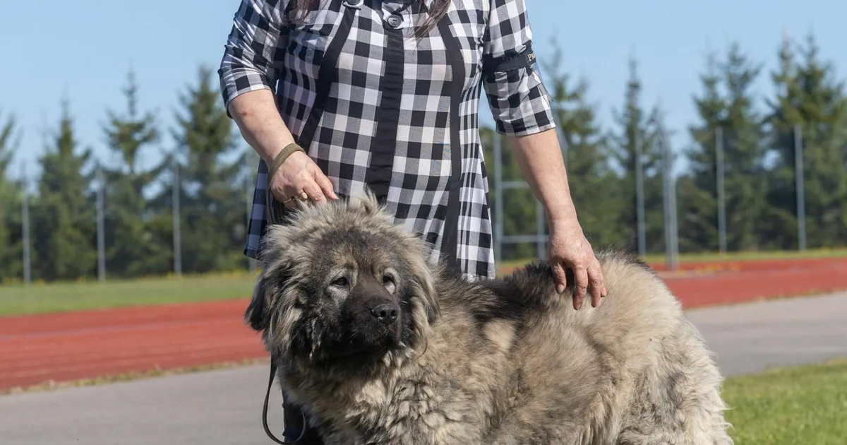 Kaukaasia lambakoer on hea valvur
