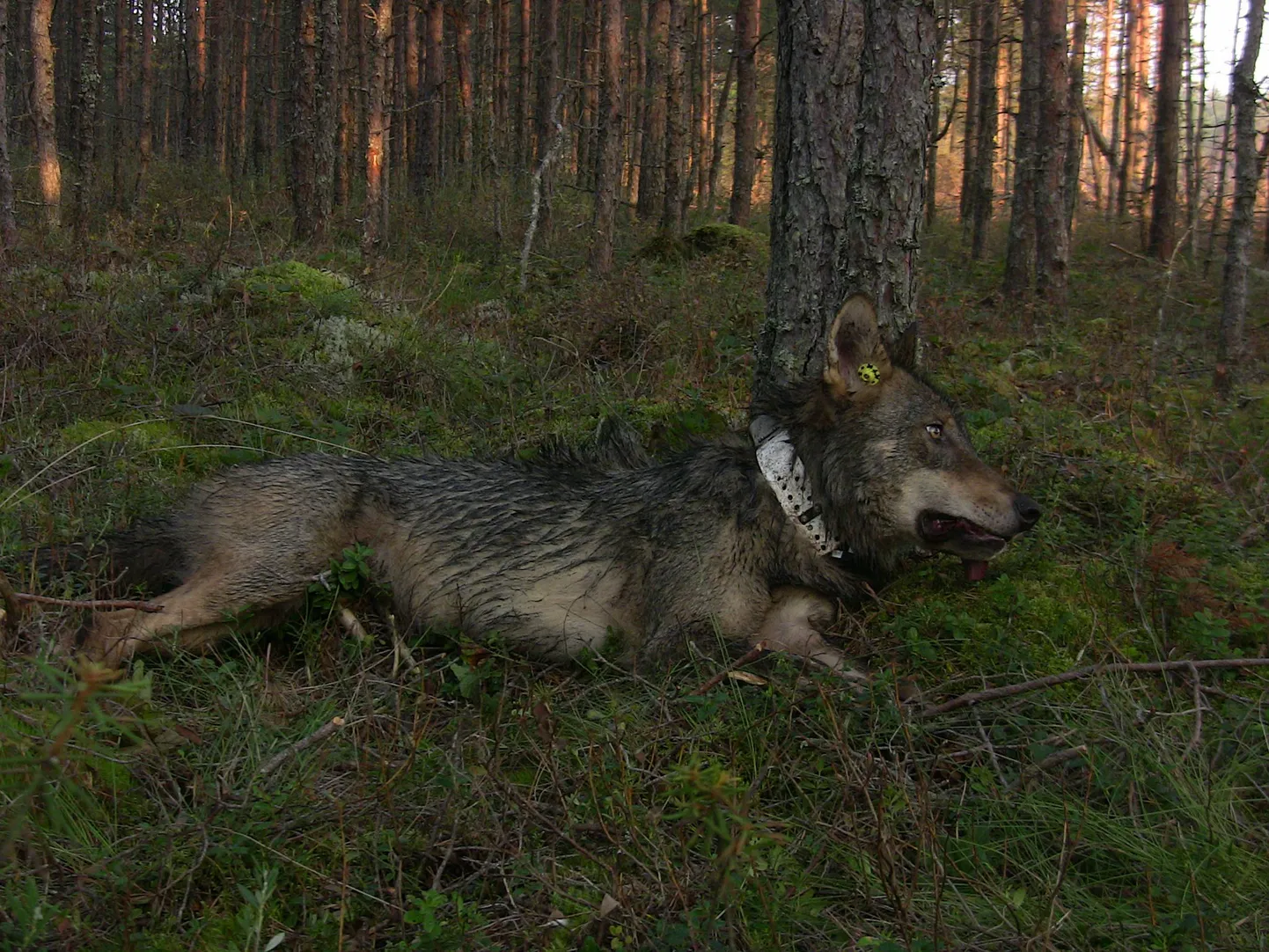 Keskkonnateabe keskuse ulukiseireosakond märgistas GPS-GSM saatjatega kaks täiskasvanud isahunti.