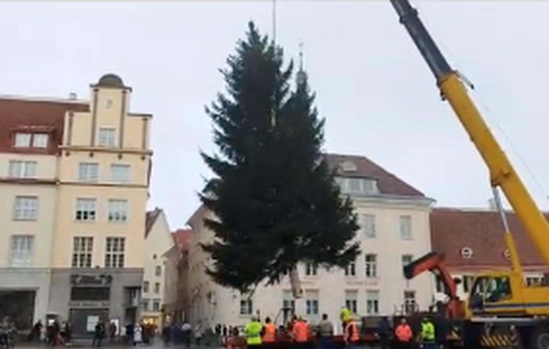 Рождественская елка в Таллинне