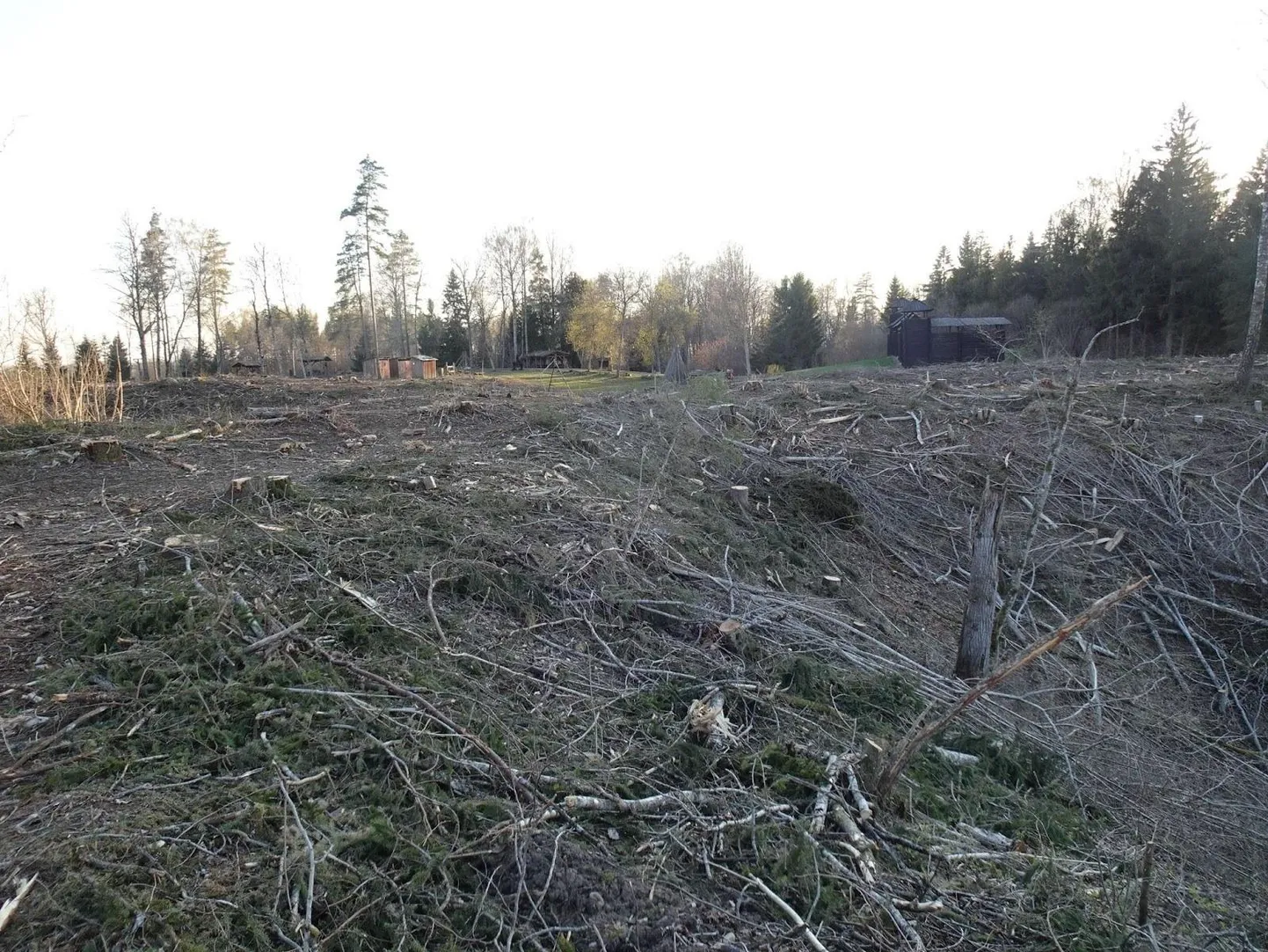 Kassinurme puhkekoht pärast lageraiet 2023. aastal. Praeguseks on see kattunud noore võsaga.