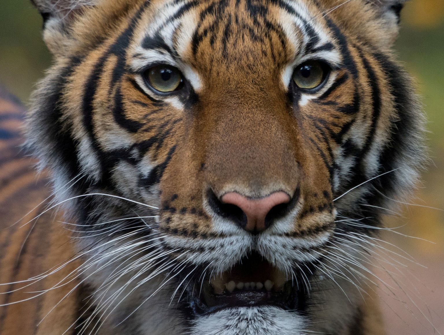 Tiiger Nadia on esimene inimeselt koroonaviiruse saanud metsloom.