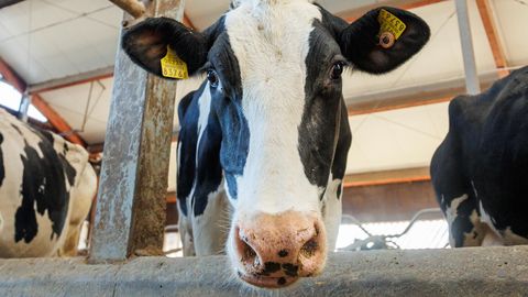 Karjakontrollid on osa toiduohutuse alusest. Miks ja kuidas?