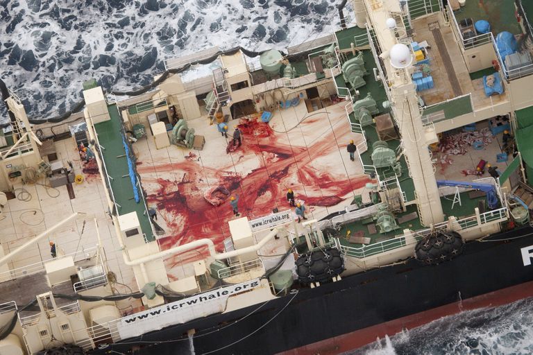 Verega kaetud Jaapani vaalapüügi alus. 