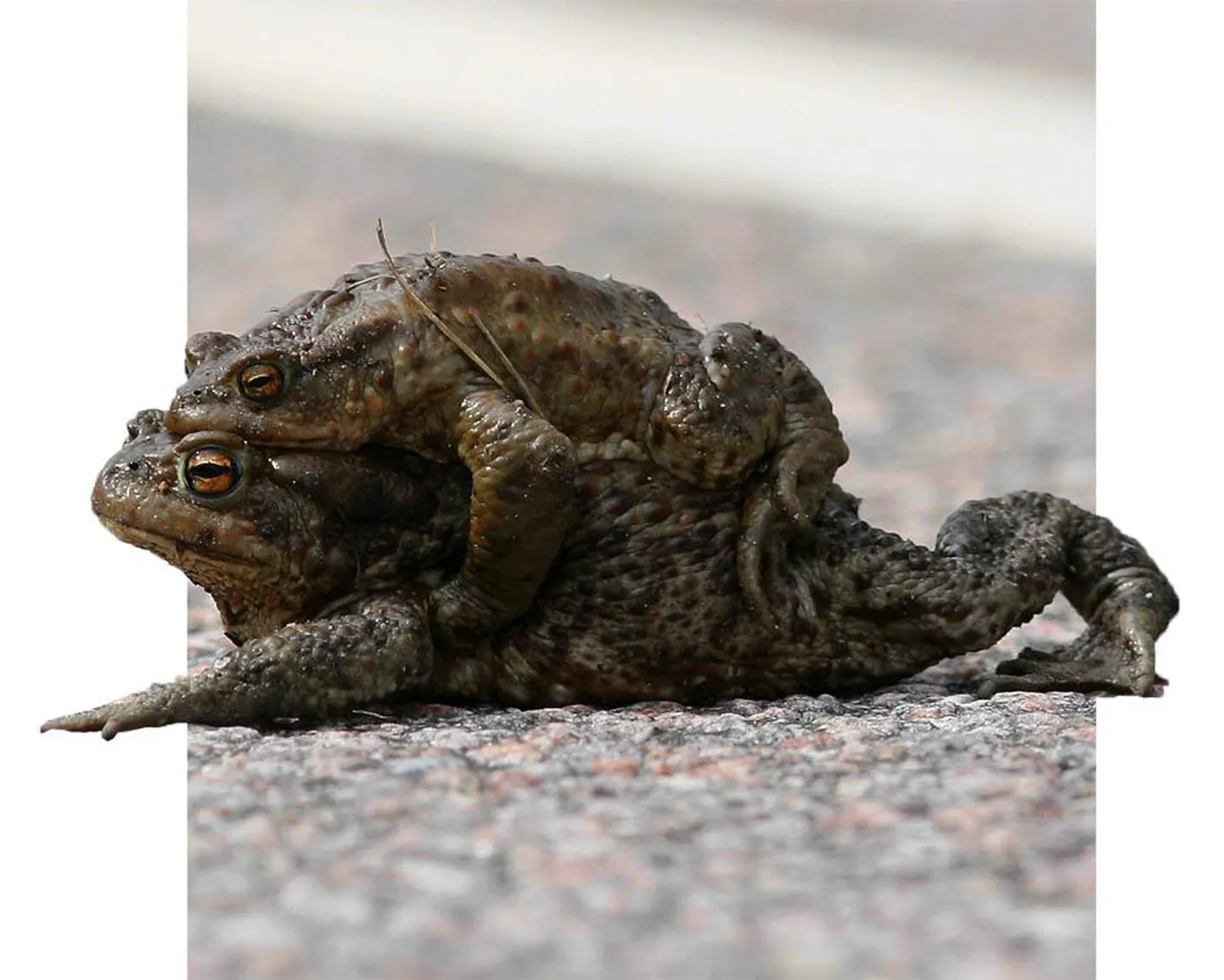 Konnad ületavad maanteed.