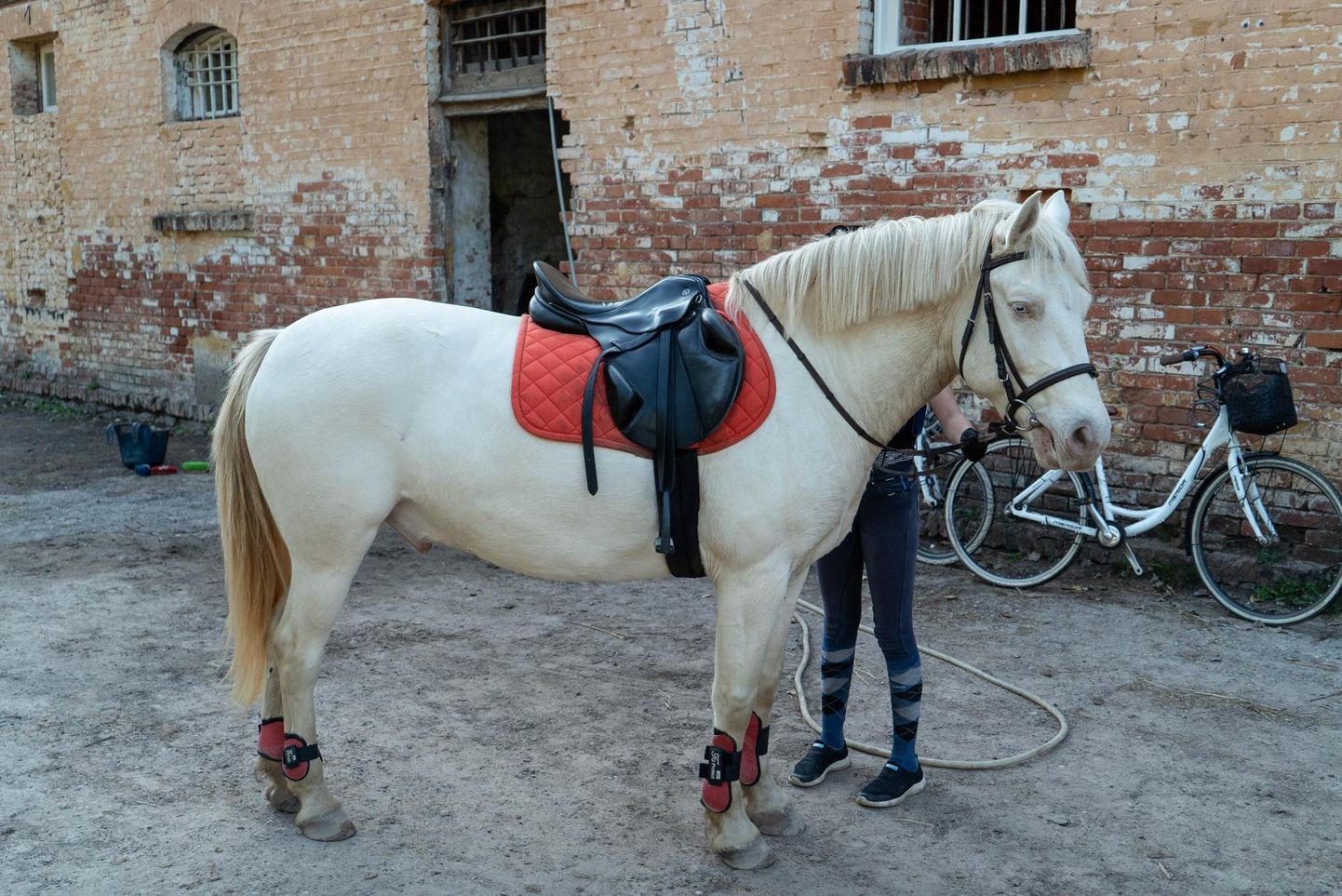 Tartu Kasarmu tänava ratsakoolis elav poni nimega Ansip on laste lemmk, kuid noore ratsaniku võistluse võib Ansipi iseloom untsu keerata.