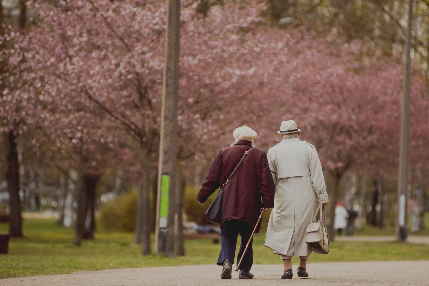 Foto: Uzvaras parkā sāk ziedēt sakuras