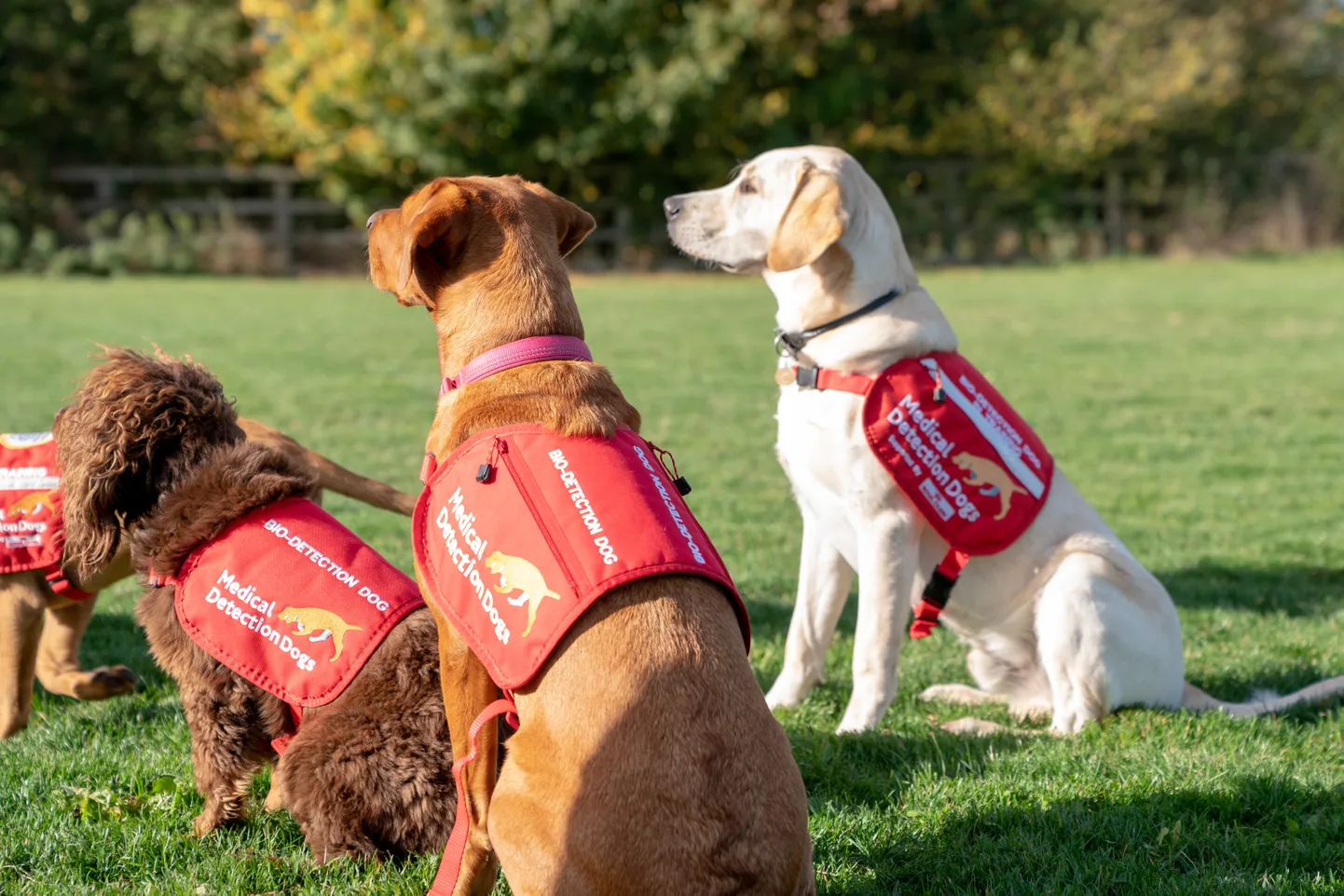 Собаки Medical Detection Dogs.