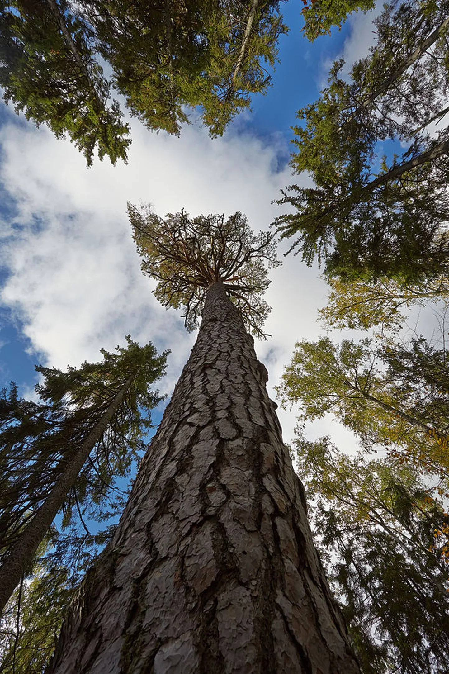 Järvselja Kuningamänd