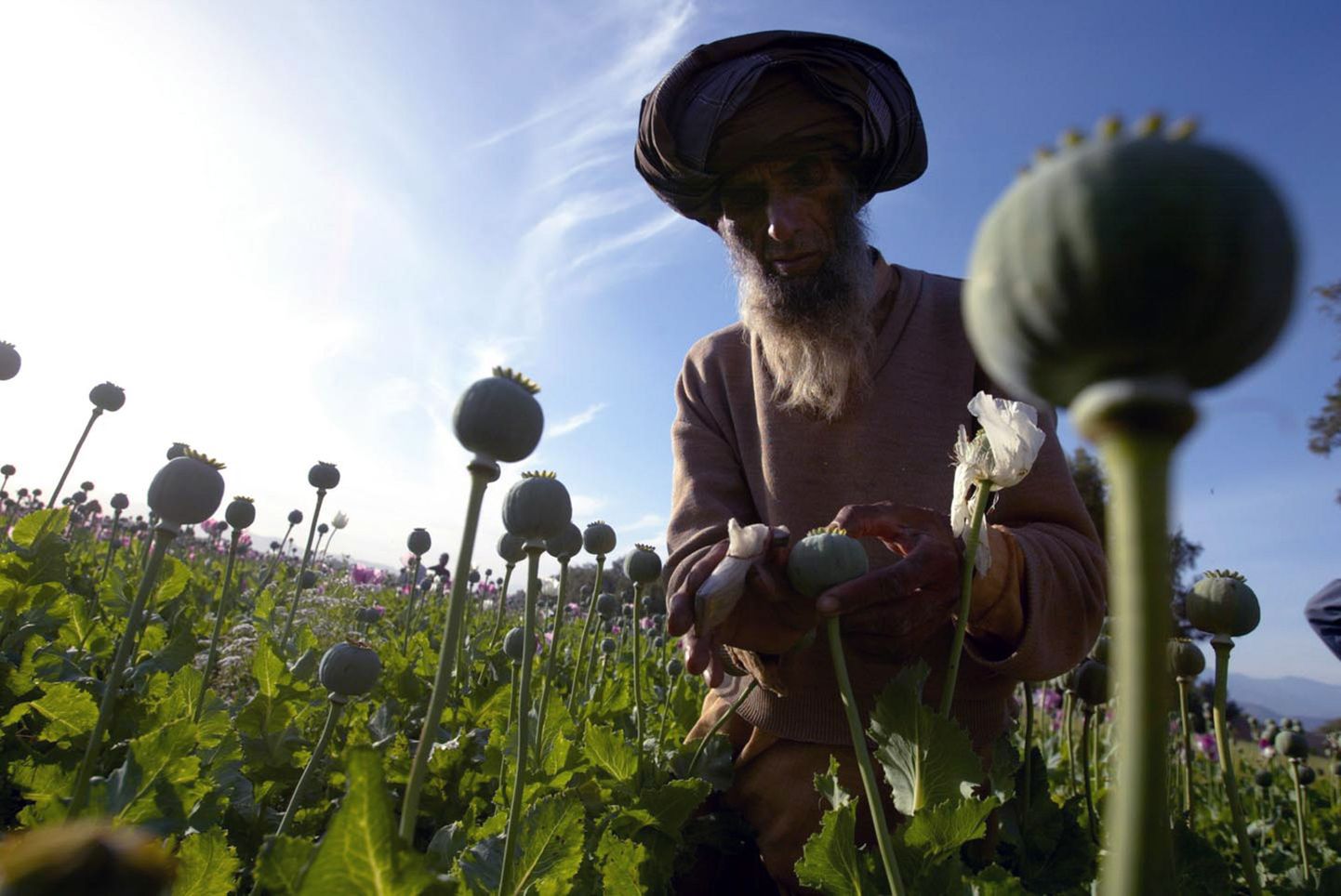 Venemaa peab narkootikumide tootmist Afganistanis globaalseks ohuks. Pildil uurib eakas afgaan oma moonipõldu.