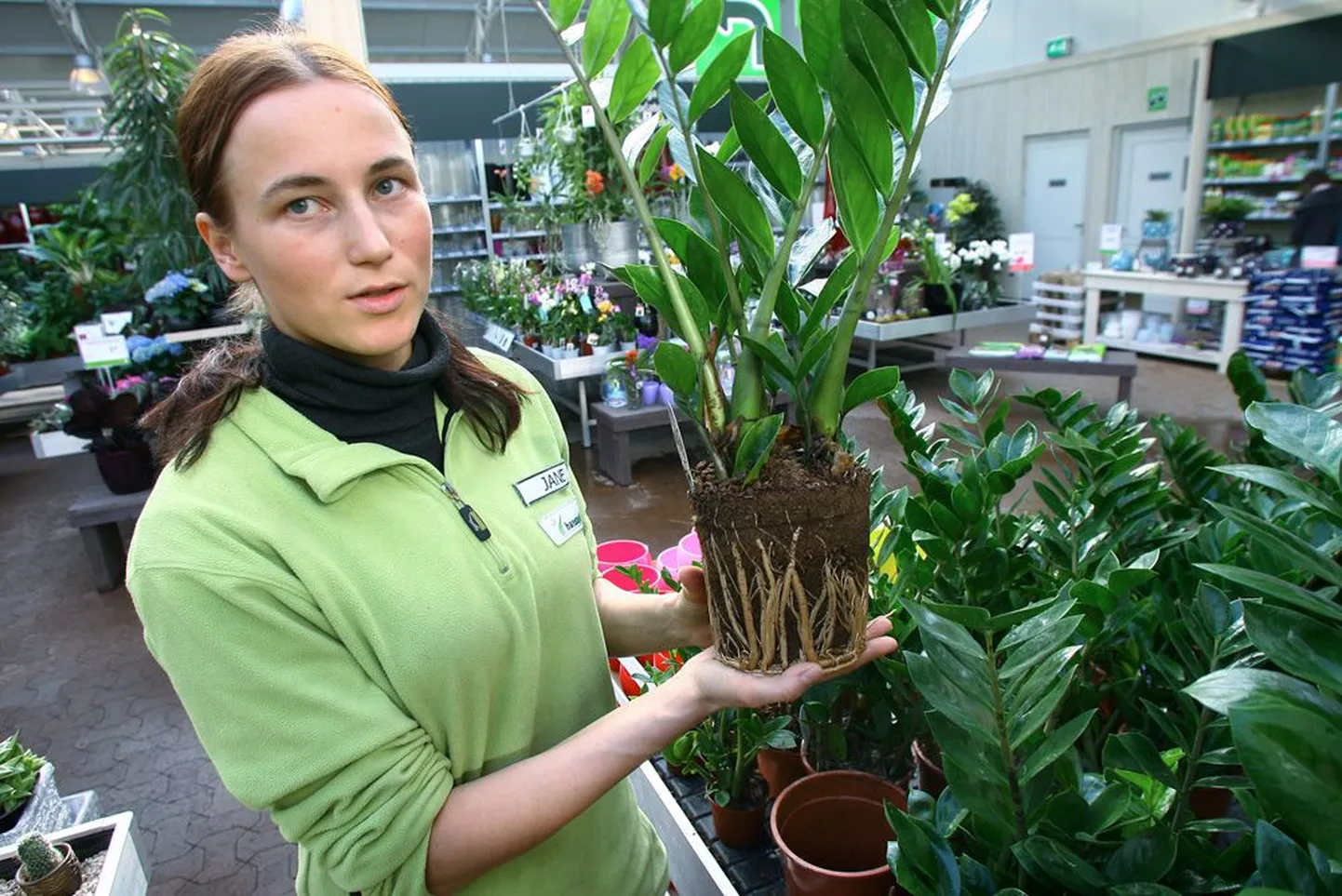 Aianduskeskuse Hansaplant aednik-konsultant Jane Pärnalaas soovitab poti põhja tekkinud juurekobarat enne suuremasse potti istutamist veidi lahti harutada.