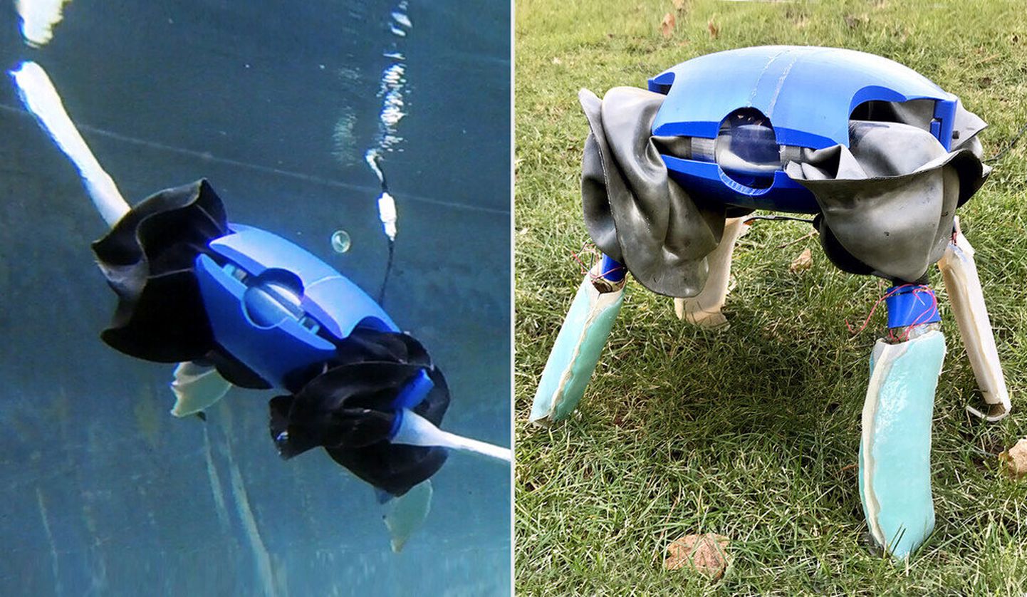 Amfiibroboti jäsemed hakkavad veega kokkupuutel venima ja muutuvad loibadeks. Robot saab nende abil liikuda nii kaldal kui vees.