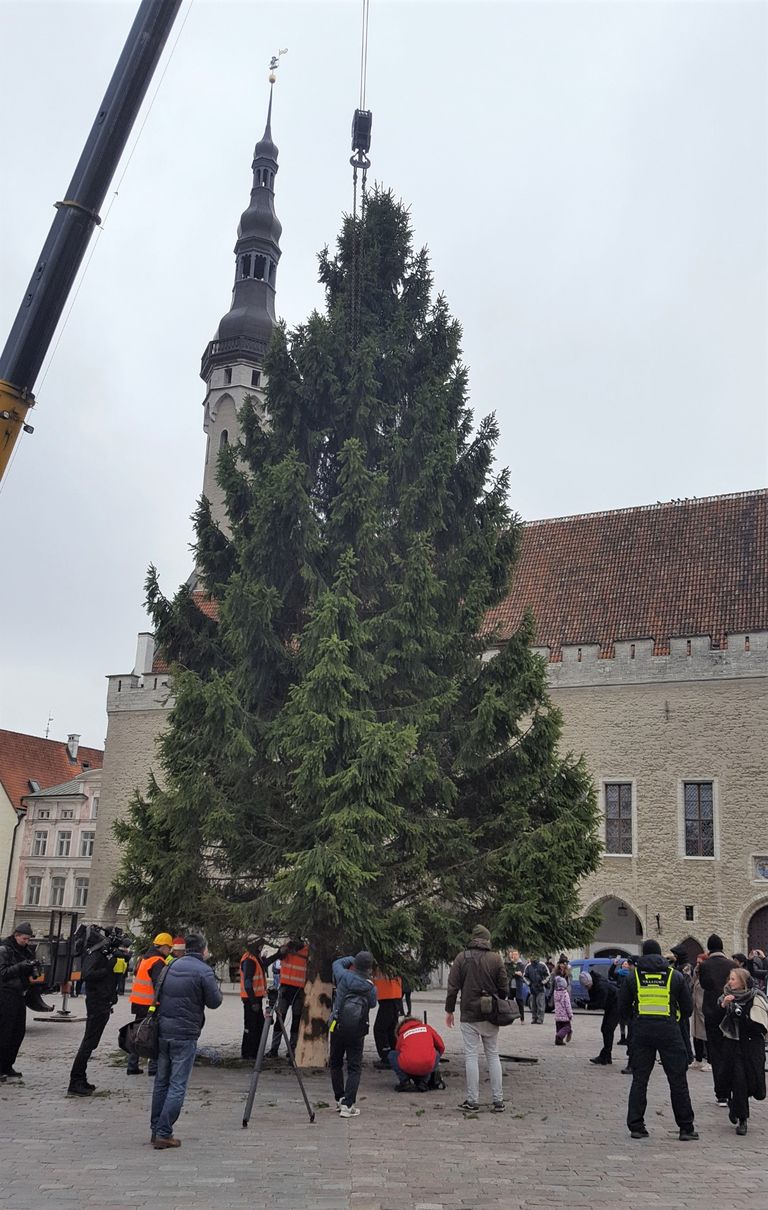 В Таллинне установили рождественскую елку.