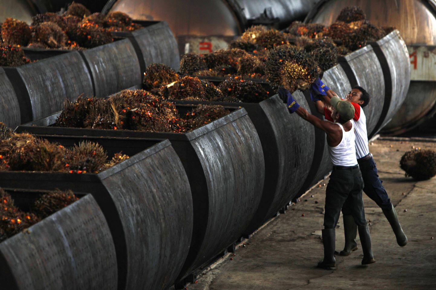 Selles biokütsute tehases kasutatakse toorainena palmiõli, mille kasutamist on hakatud piirama.