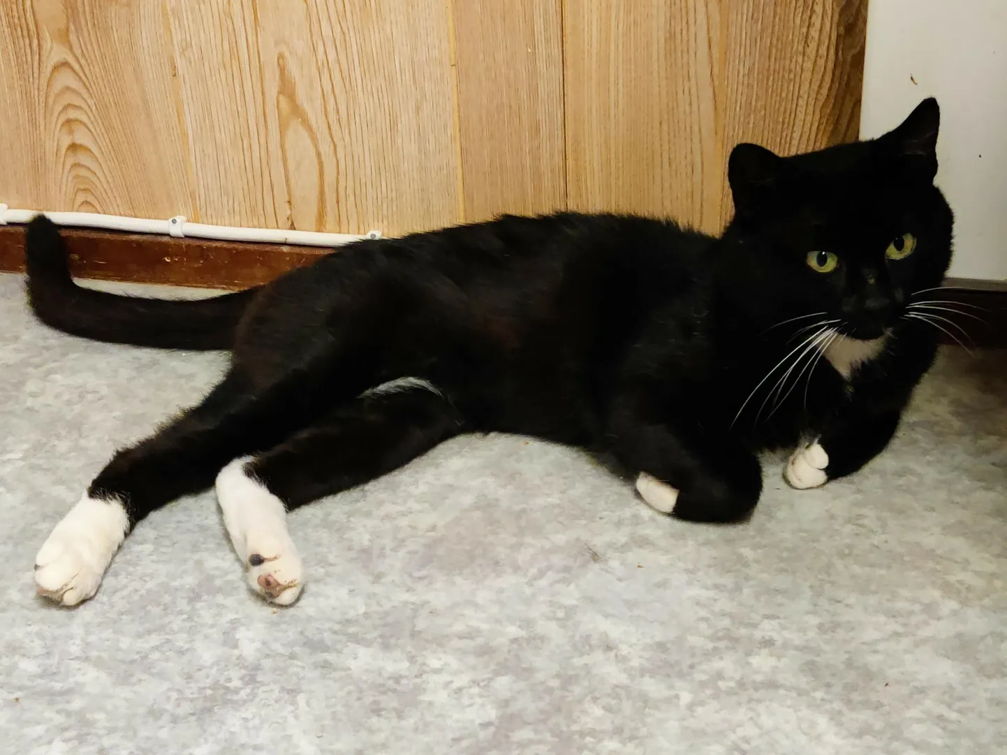 Cooper on sõbralik ja muhe kiisuhärra.