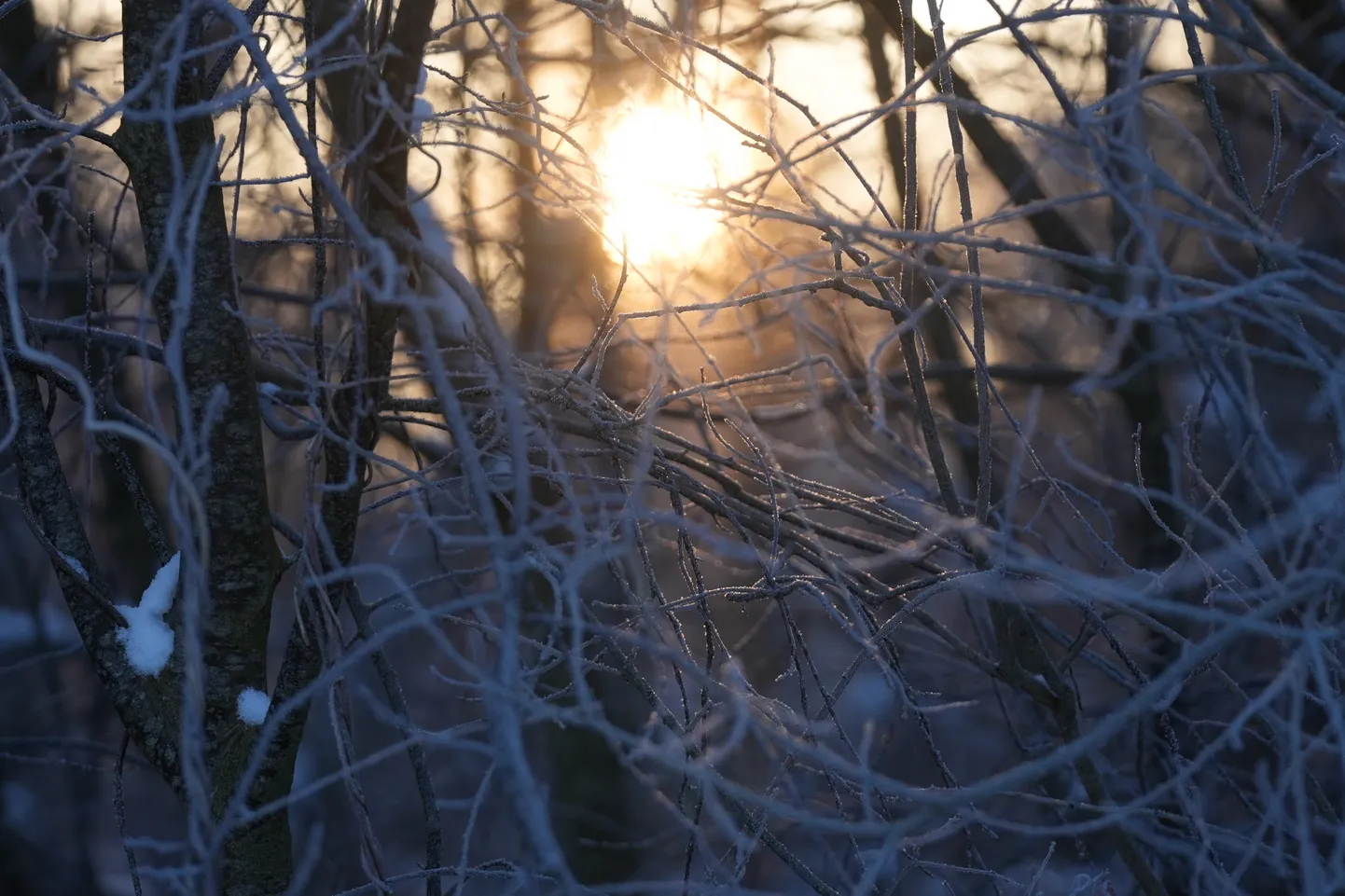 Apsarmojuši koku zari saullēktā.
