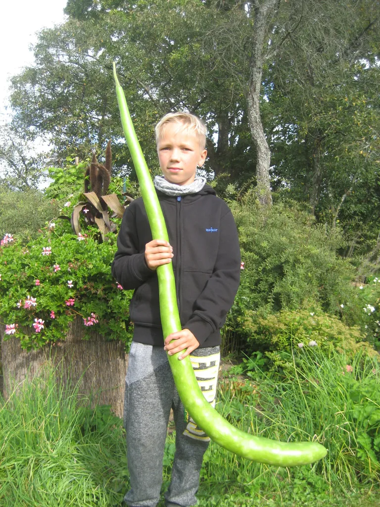 Pudelkõrvits on 1.42 cm pikk ja lapselaps 1.52 cm pikkune.