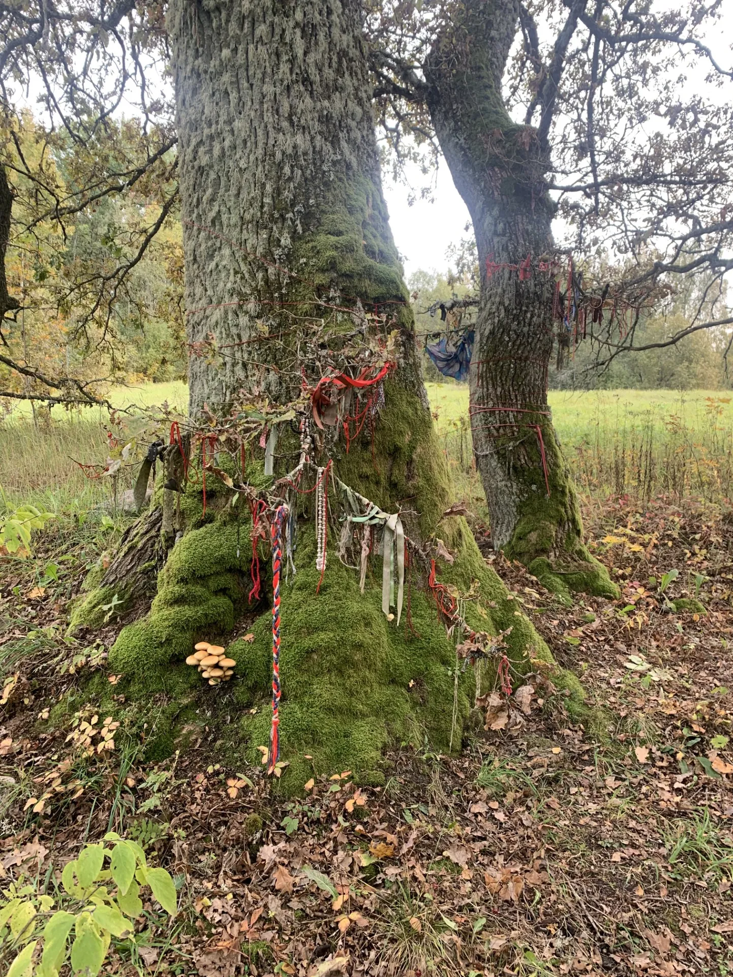 Käes on külmaseente aeg.