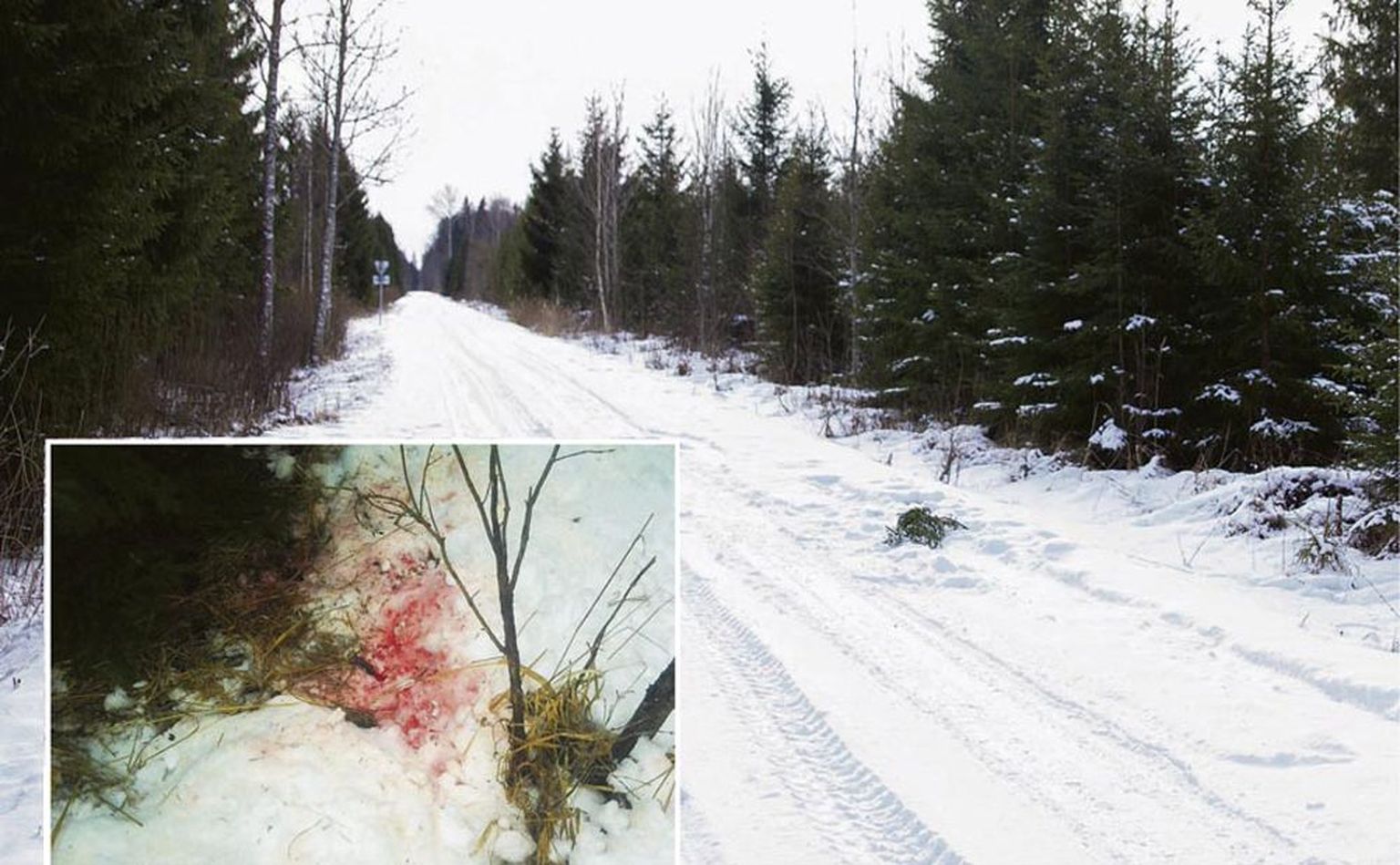 Need fotod on Viljandi vallas Puujala metsas tehtud mõni aeg pärast hundi laskmist. Väiksemal fotol on keskkonnainspektorid jäädvustanud verd ning selle põhjal tehtud DNA-analüüs kinnitas, et metsas oli lastud hunti.