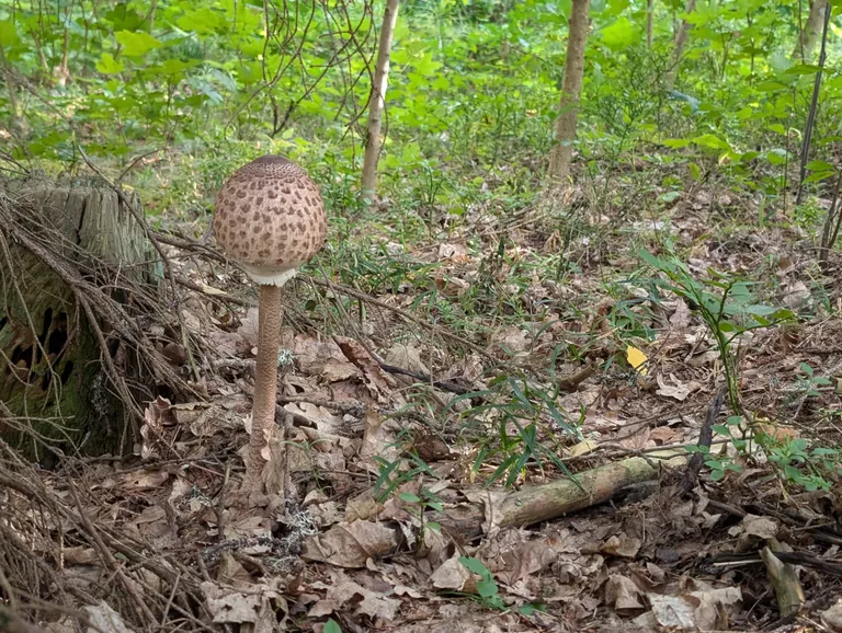 Seen hämara metsa all jääb peale nagu keskpäevases päikesevalguses.