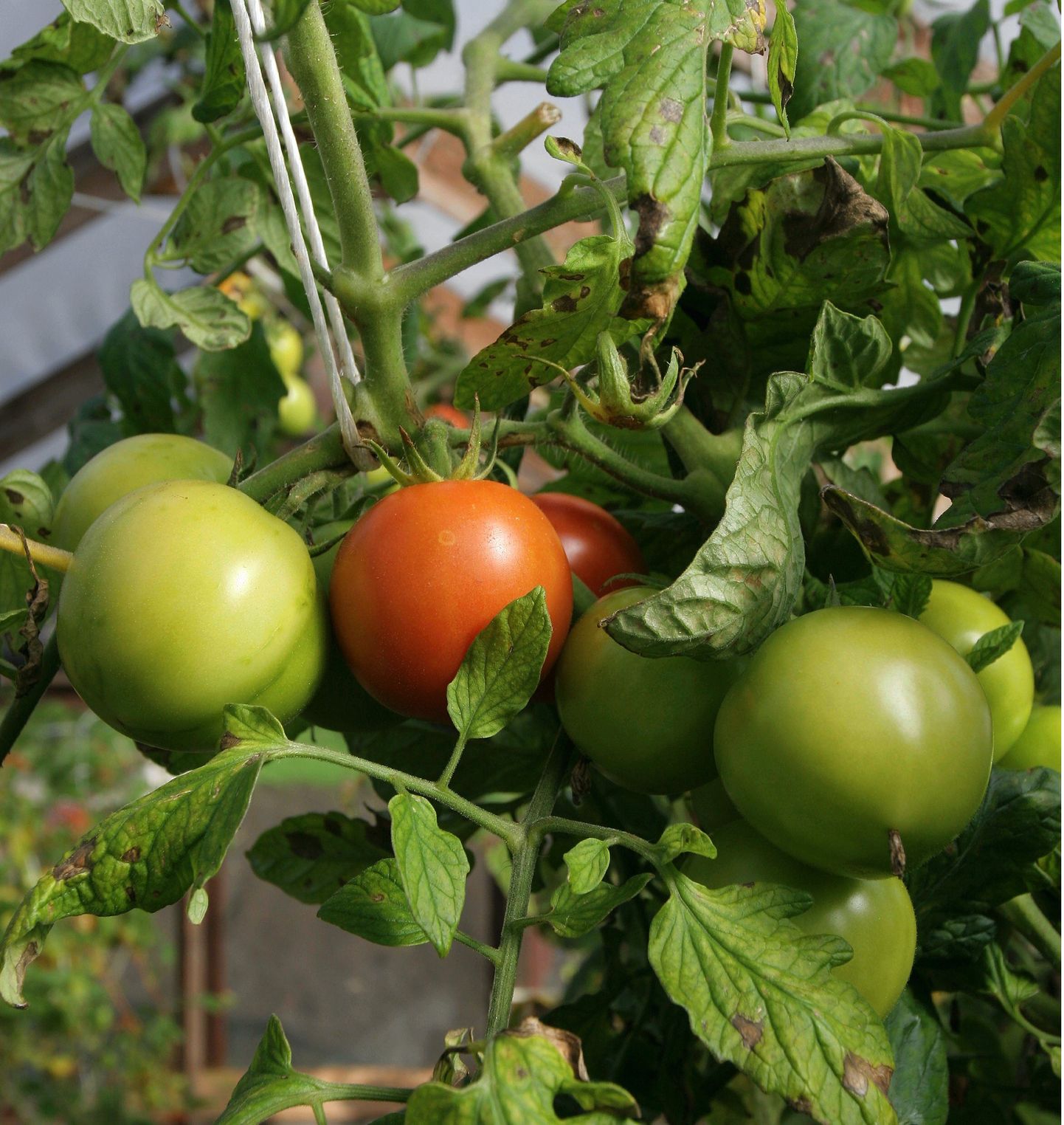 Tänane öökülm võib veidi pikendada tomatite-kurkide valmimisaega.