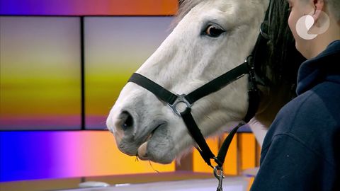 VIDEO ⟩ «Telehommiku» stuudios astus üles Eesti ainuke hobune, kes oskab näidelda