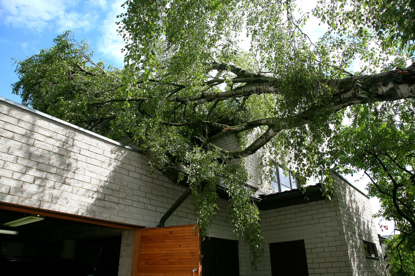 Pärnus Rohelisel tänaval kukkus äikesetormiga kaheharulise kase üks haru elumaja katusele.