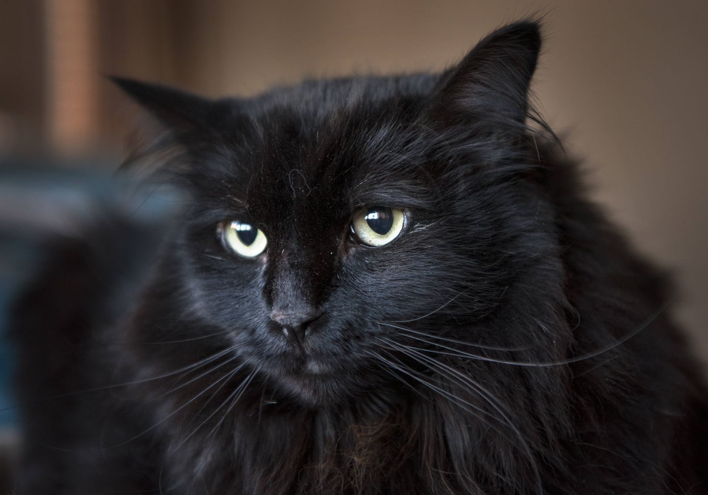 Must kass. Pilt on illustreeriv