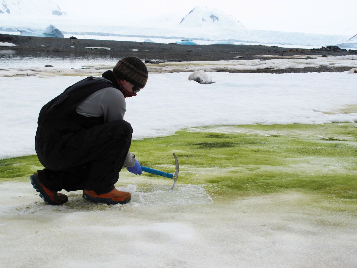 Cambridge'i ülikooli taimeteadlane Matt Davey võtab 2018. aastal Antarktikas Laguuni saarel vetikatega segunenud lume proove.