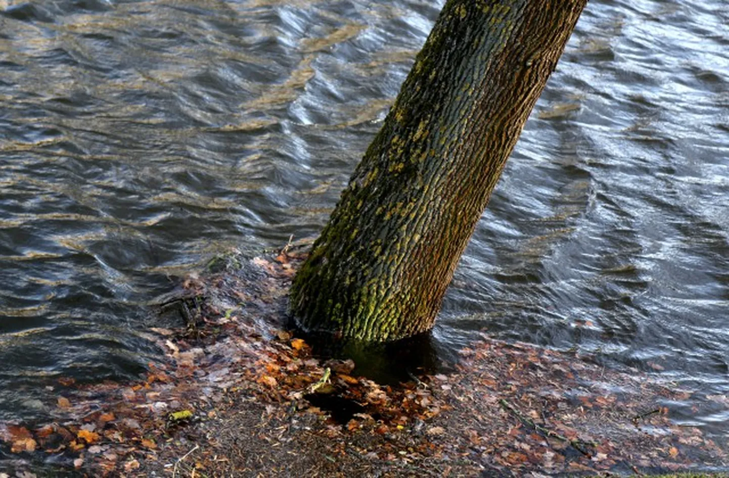 Raksta foto