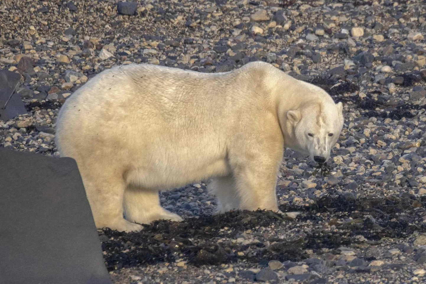 Jääkarude arvukus on maailmas hoopis kasvanud, ütleb autor.