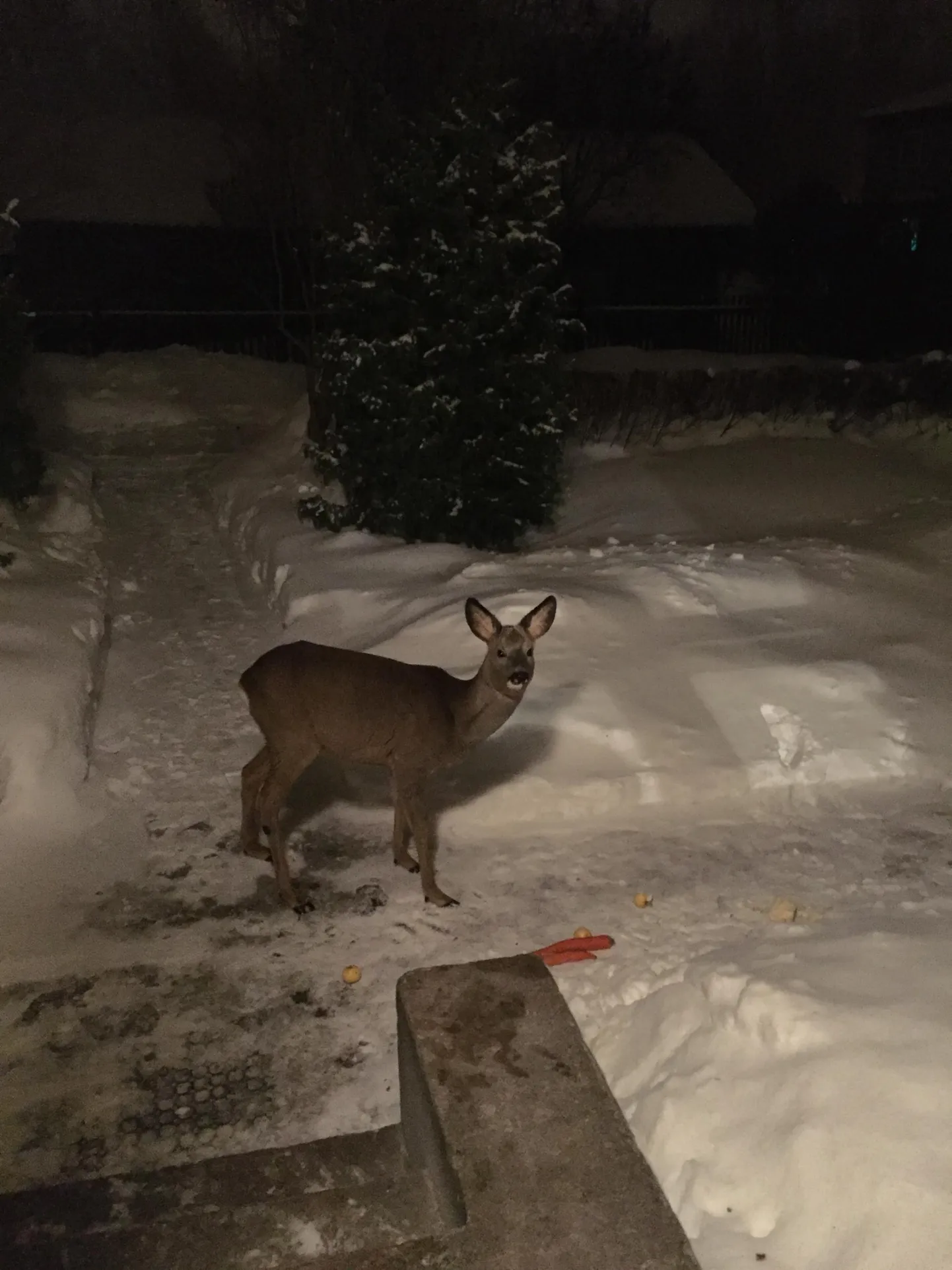 Lüganusel külastas ühte majapidamist metskits, kes ei öelnud ära pererahva pakutud söögipoolisest.