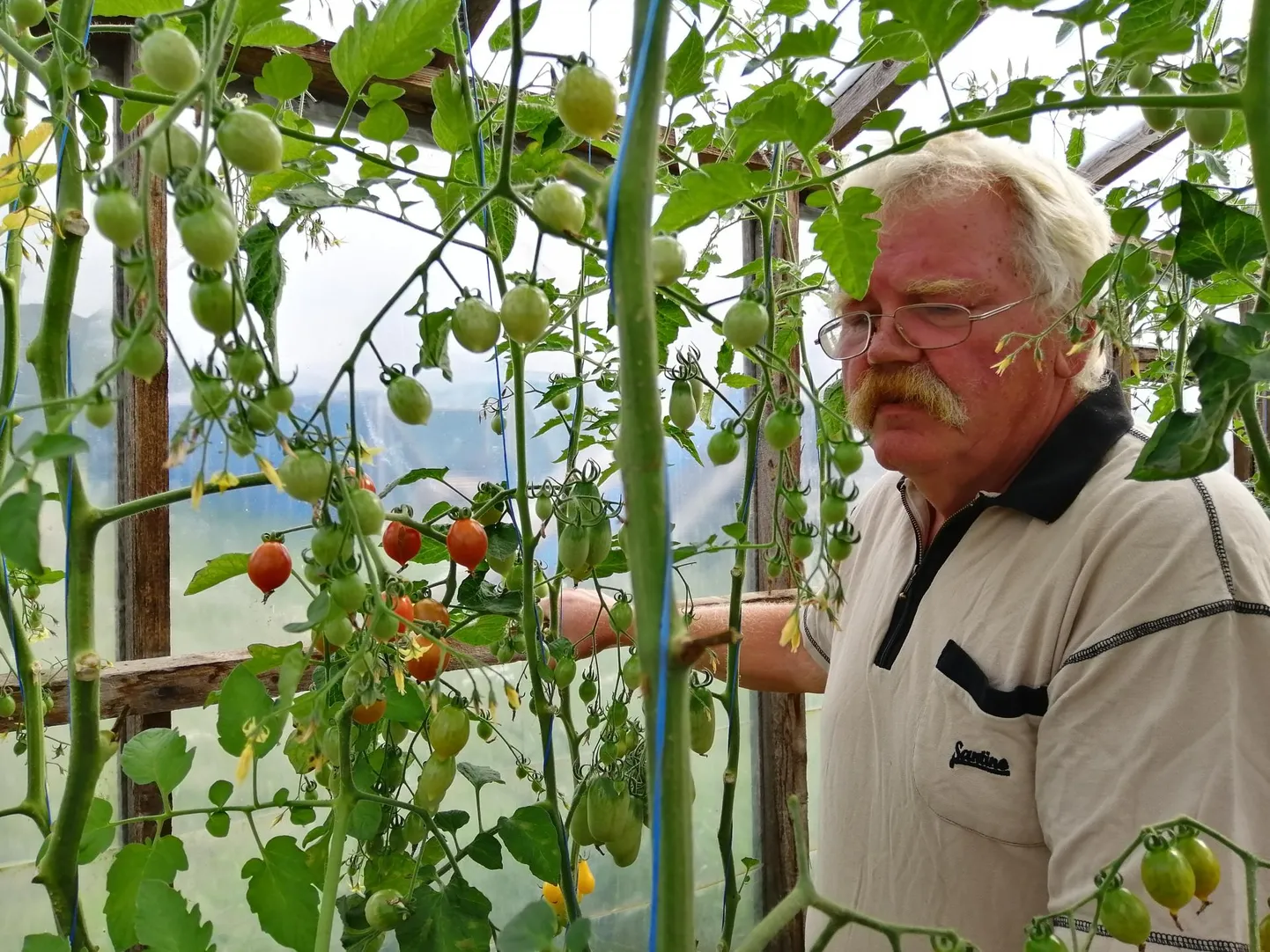 Kurke ja tomateid kasvatav Vello Peitong tõdes, et kurke tuleb külmade ööde tõttu visalt, aga tomatisaaki saab parandada küll. „Kui juua ei anna, lähevad paremini punaseks,” teab üle 30 aasta taimi kasvatanud mees.