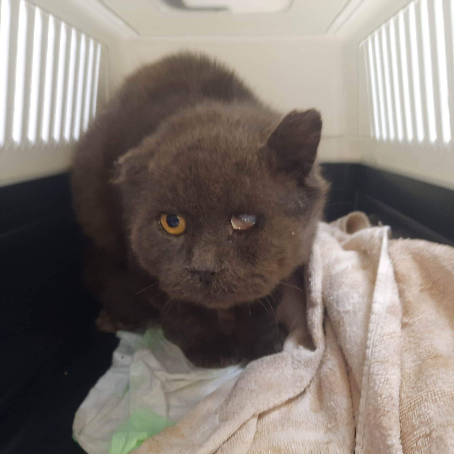 Detsembri alguses päästetud kass Enzot kimbutasid mitmed tervisehädad ning ta jäi külma tõttu osaliselt oma kõrvast ilma.