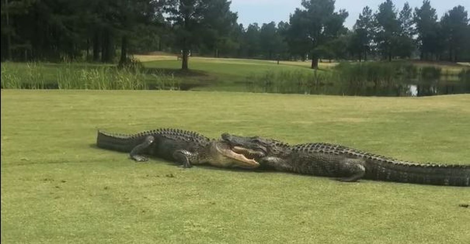 Alligaatorid golfirajal võitlemas.