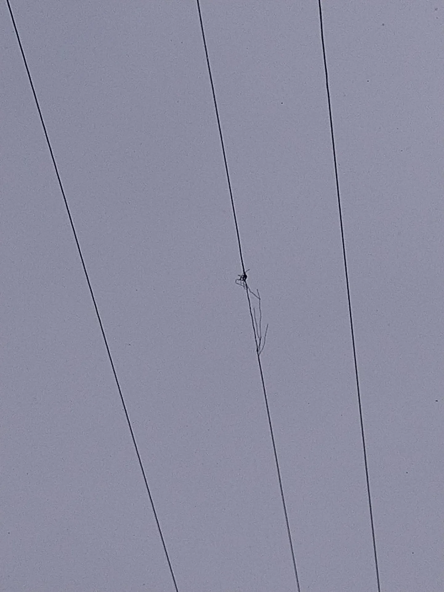 Keskpinge õhuliin Simuna ja Laekvere vahel.