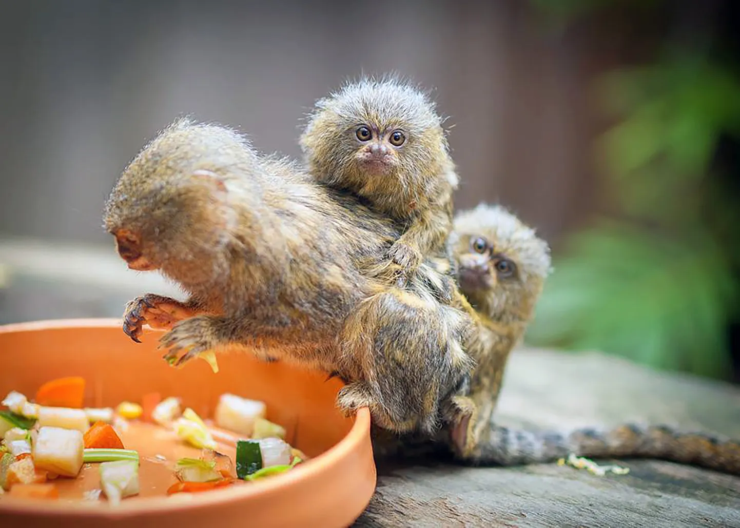 Kääbusmarmosetid.