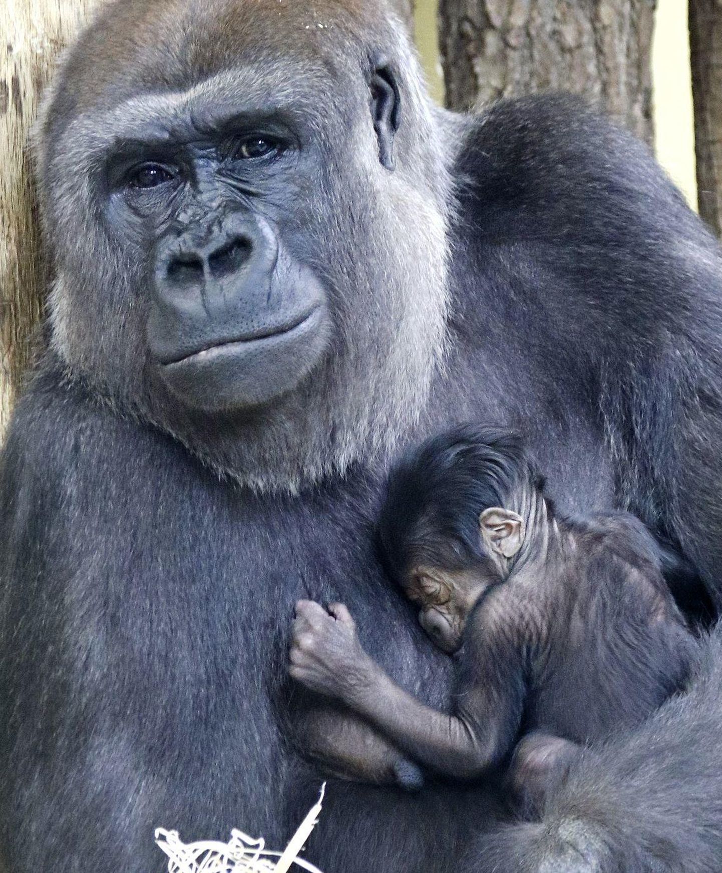 Berliini loomaaia 24-aastane gorilla Bibi koos oma selle nädala hakul sündinud tillukese järeltulijaga.