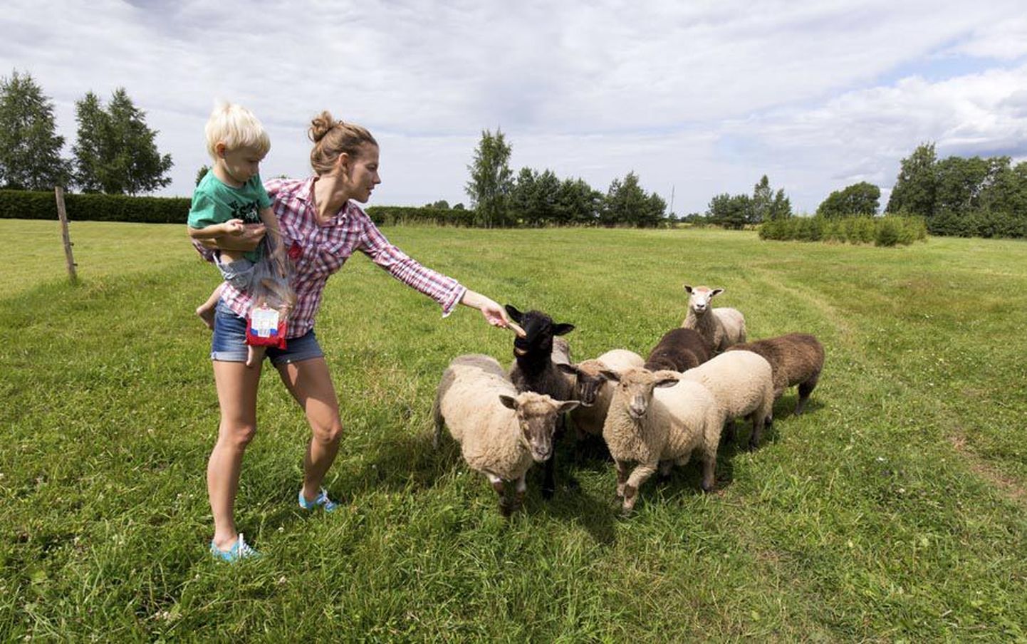 Leiva järele on maiad eelkõige suured lambad. Kevadel sündinud talled sellest suupoolisest eriti lugu ei pea või ei tea nad veel, et see võiks olla maitsev.